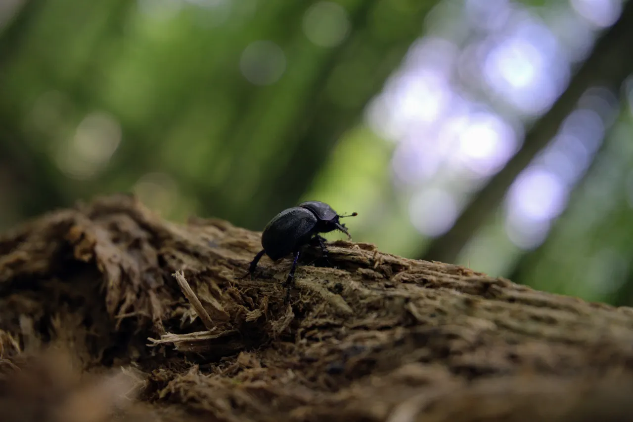 Dung beetle