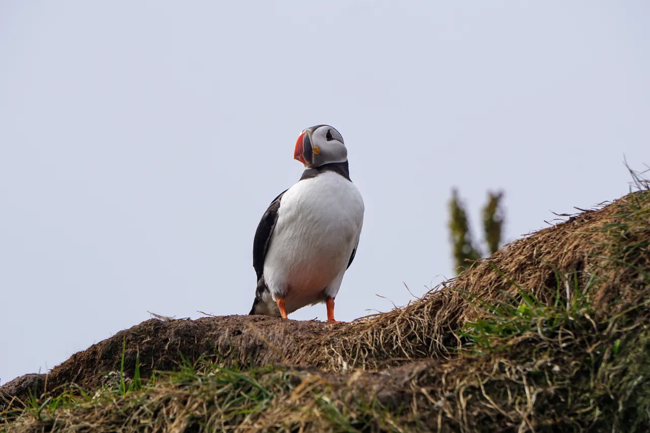Puffin, Hafnarhólmi, Iceland
