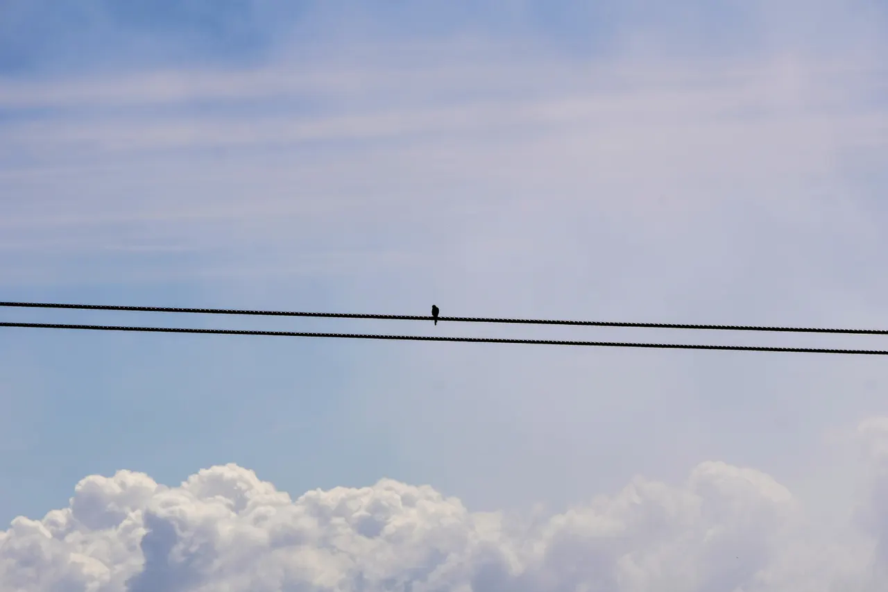 Tightrope walker: A small bird on a power line.
